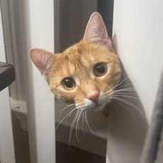 Morris MD 0722 (bonded with Paws), Adoptable, Adult Male Domestic Short Hair & Manx.