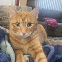 Morris MD 0722 (bonded with Paws), a Adoptable mixed breed in West Bloomfield, MI image 2/10