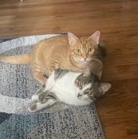 Morris MD 0722 (bonded with Paws), a Adoptable mixed breed in West Bloomfield, MI image 3/10