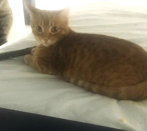 Morris Md thumbnail 4