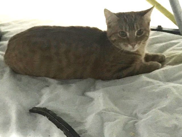 Morris MD 0722 (bonded with Paws), a Adoptable mixed breed in West Bloomfield, MI image 5/10