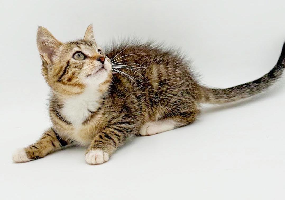Enlarge Nori is nothing but SWEET SWEET - and those EARS, an adoptable mixed breed in Bedford Hills, NY image 5/6