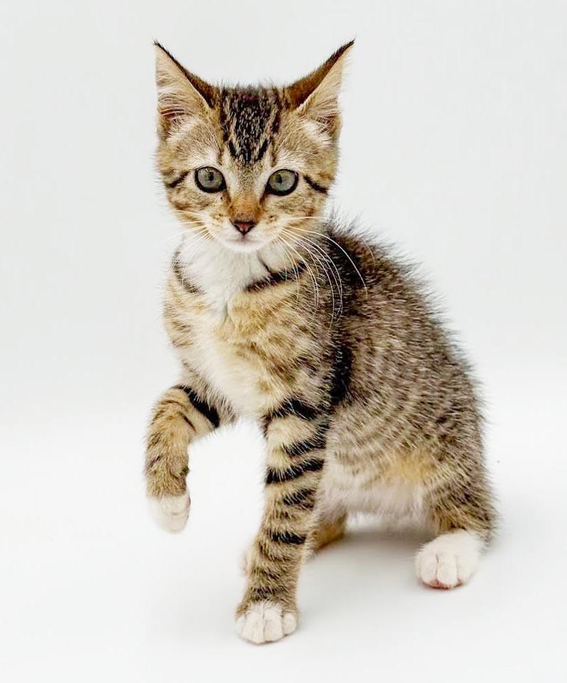 Enlarge Nori is nothing but SWEET SWEET - and those EARS, an adoptable mixed breed in Bedford Hills, NY image 3/6