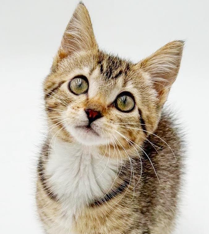 Nori is nothing but SWEET SWEET - and those EARS, adoptable, Kitten Female Bengal & Abyssinian.
