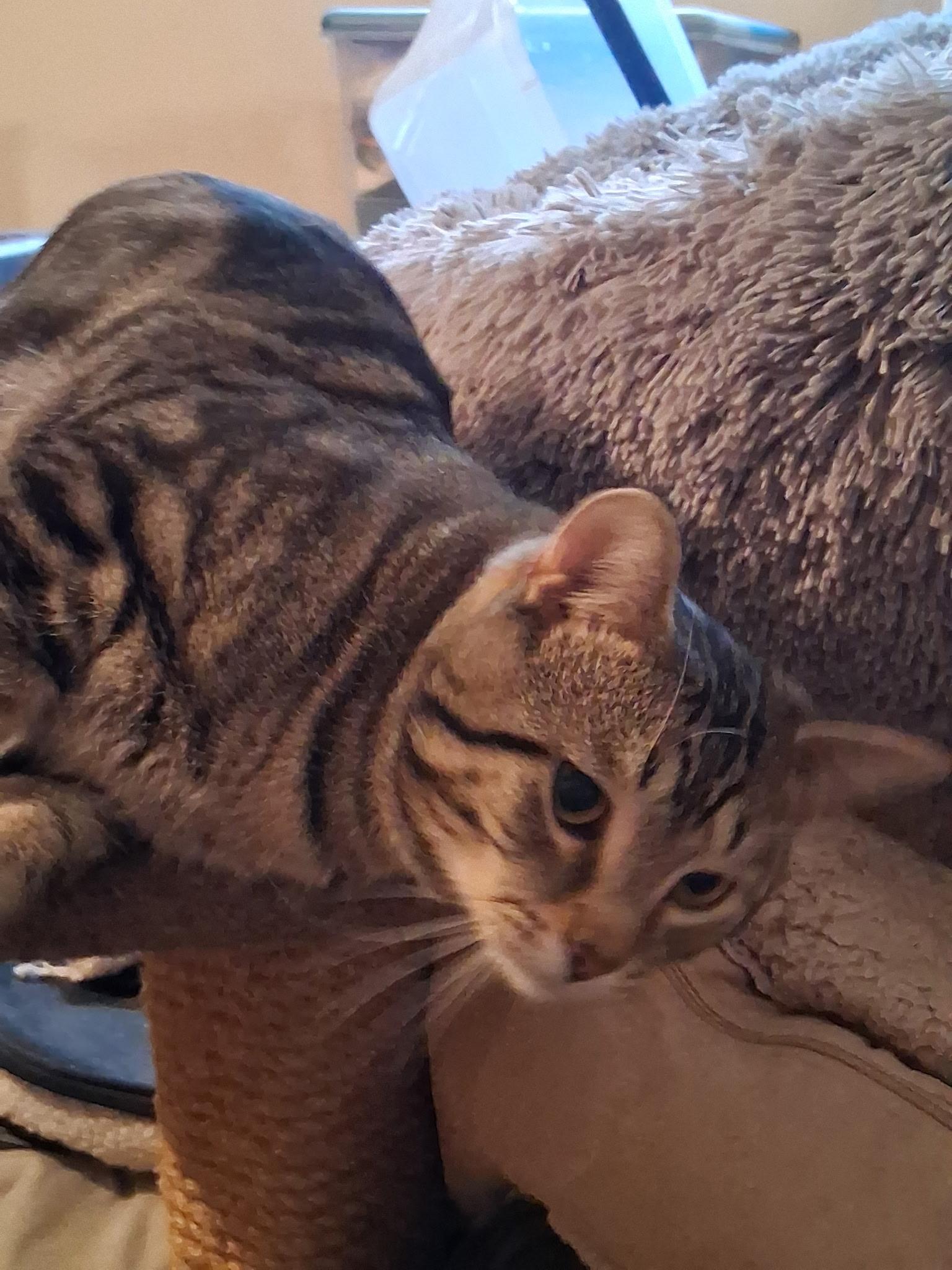 Enlarge Iggy/Lou/Stumpy/Blinky, a Adoptable American Shorthair in Montgomery, IL image 1/4