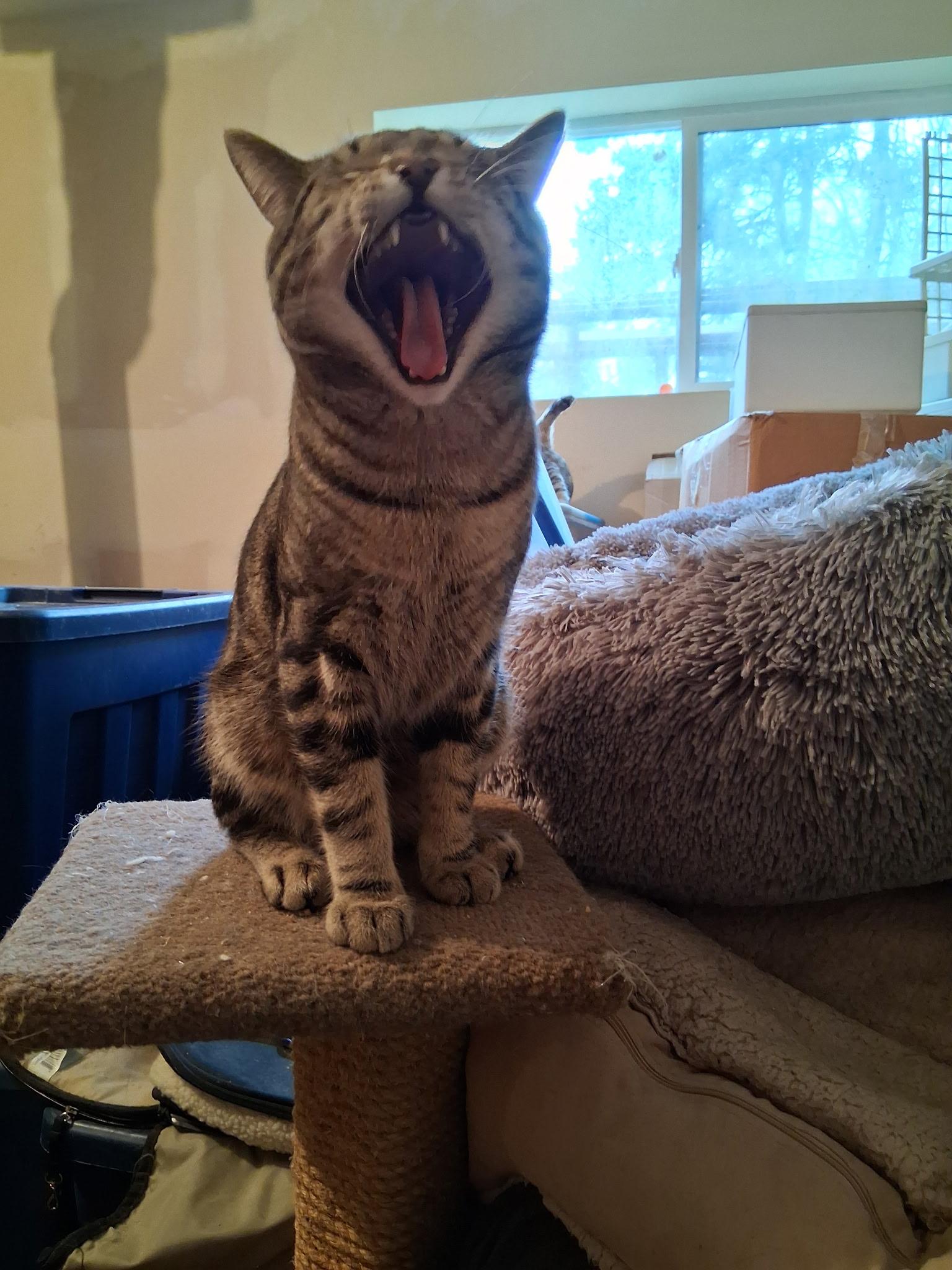 Enlarge Iggy/Lou/Stumpy/Blinky, a Adoptable American Shorthair in Montgomery, IL image 2/4