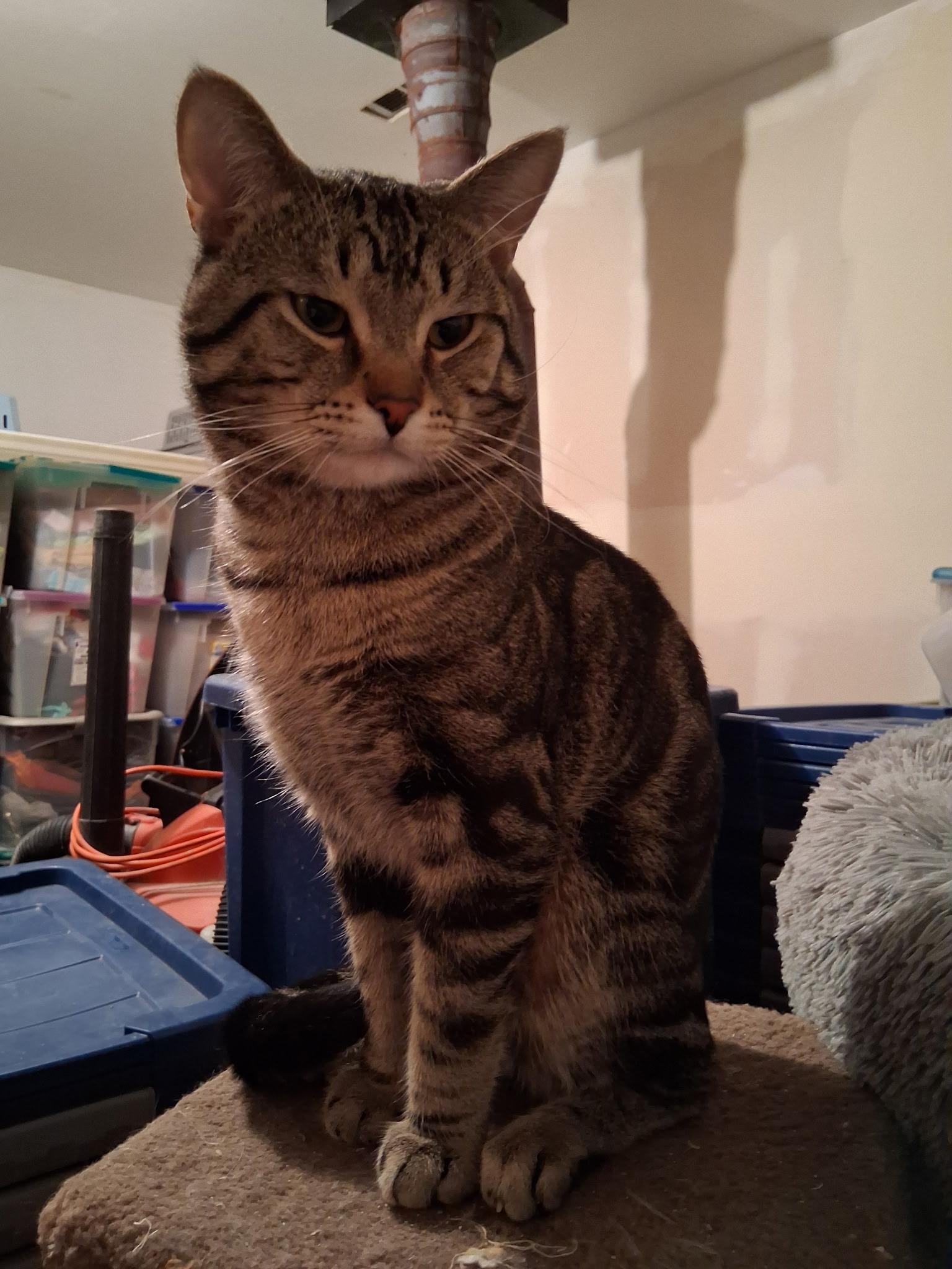 Enlarge Iggy/Lou/Stumpy/Blinky, a Adoptable American Shorthair in Montgomery, IL image 3/4