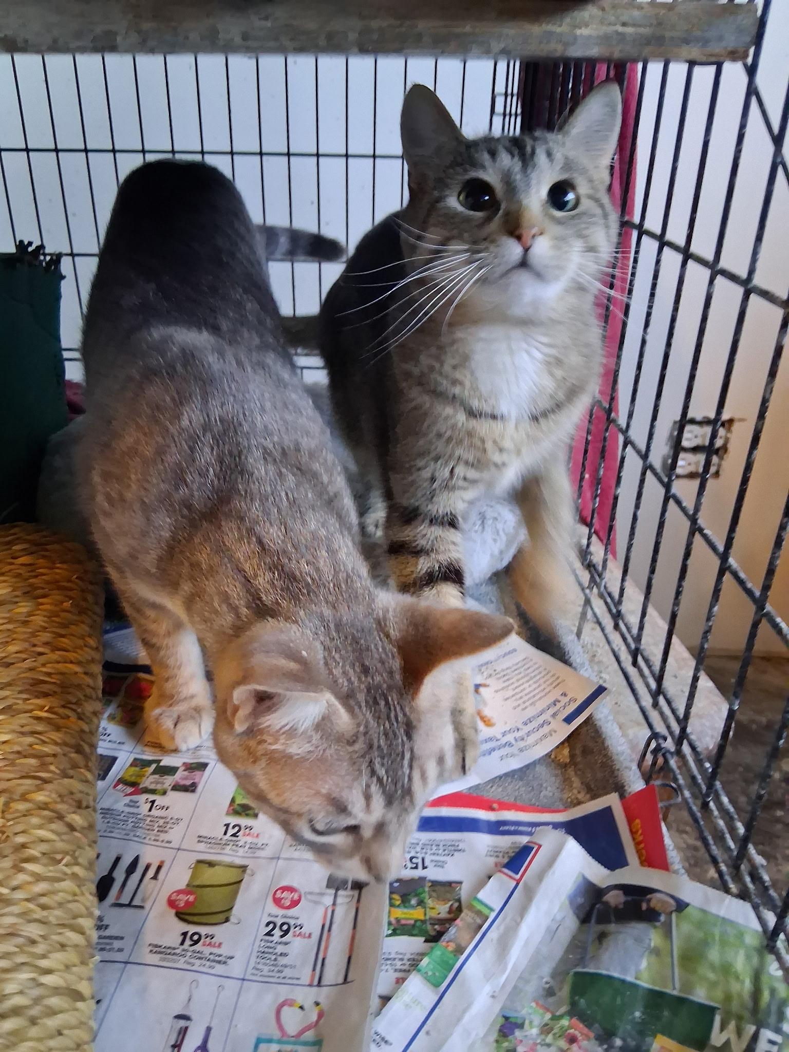 Enlarge Iggy/Lou/Stumpy/Blinky, a Adoptable American Shorthair in Montgomery, IL image 4/4