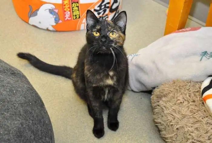 Sabine, Adoptable, Kitten Female Domestic Short Hair.