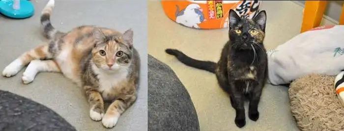 Enlarge Sabine, a Adoptable mixed breed in Coupeville, WA image 2/2