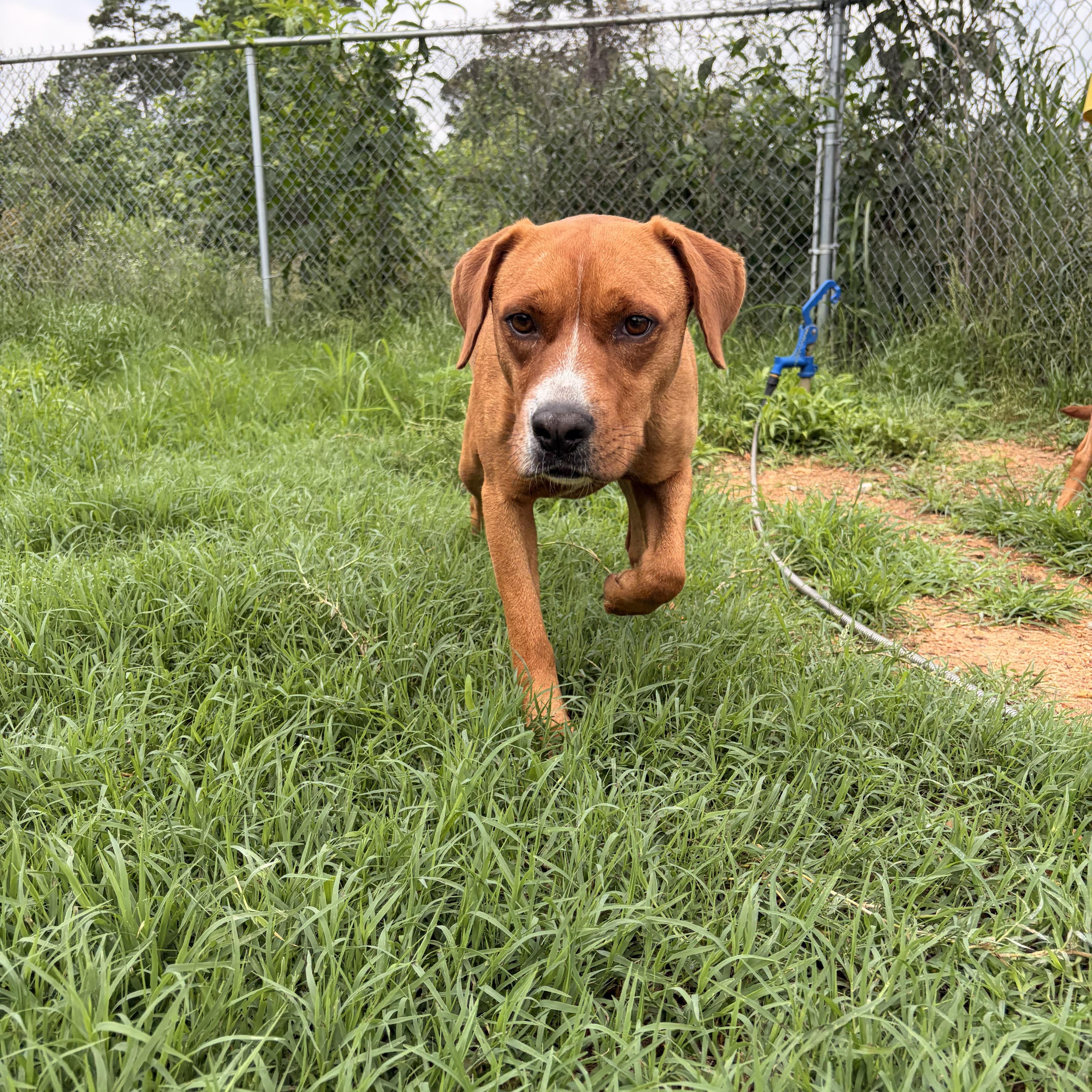 Kiwi, a ADOPTABLE mixed breed in Melbourne, AR image 2/3