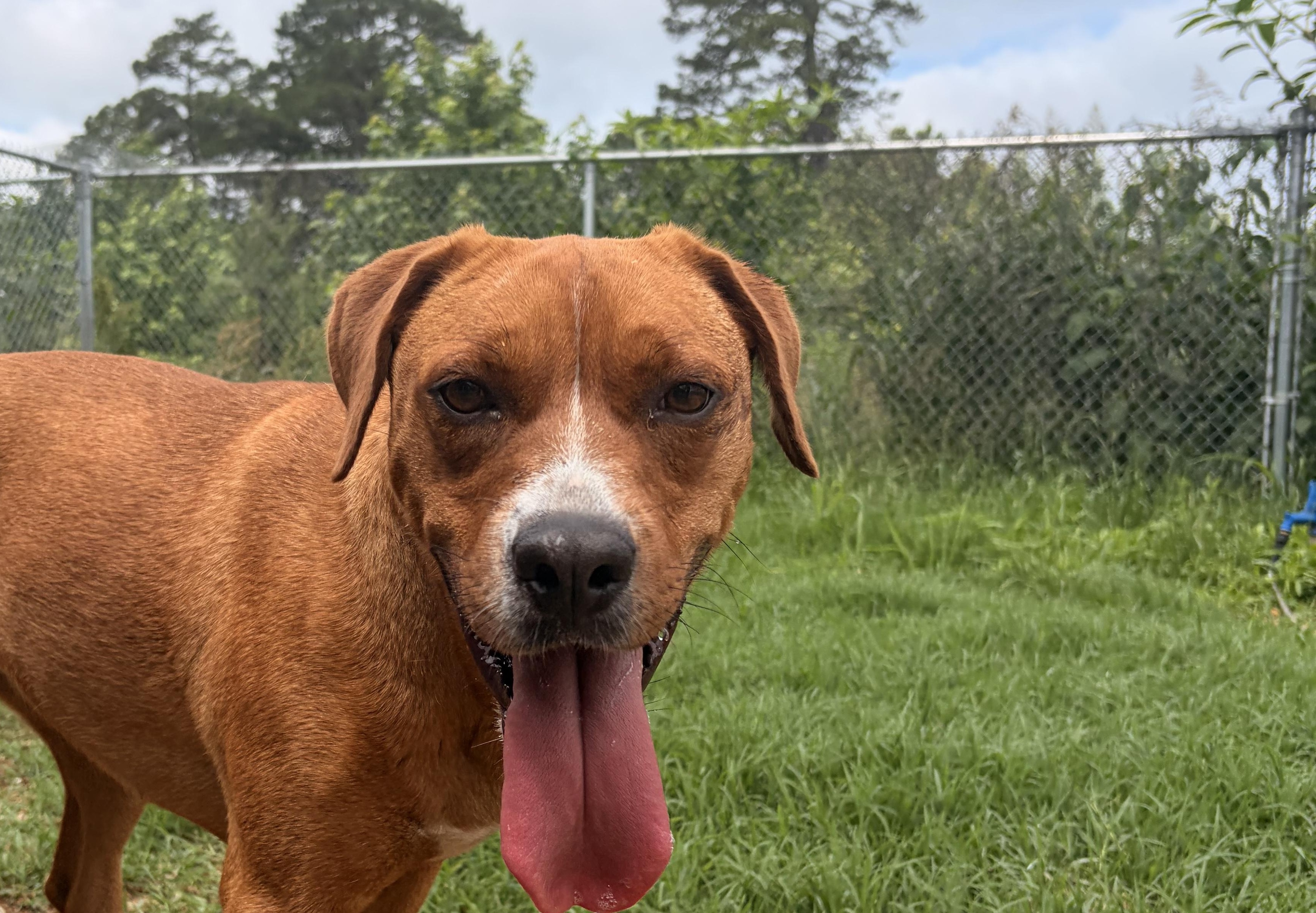 Kiwi, ADOPTABLE, Young Female Mountain Cur.
