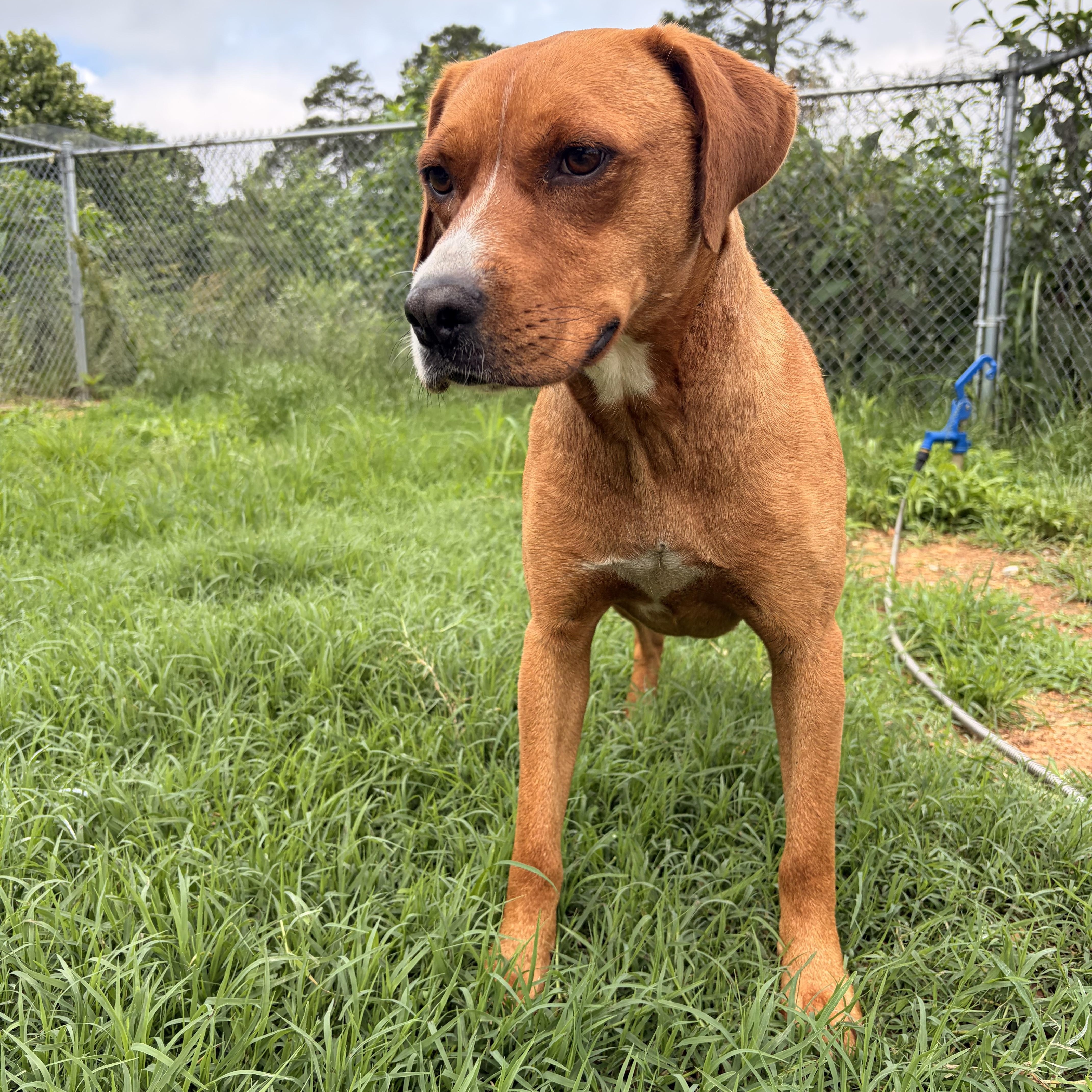 Kiwi, a ADOPTABLE mixed breed in Melbourne, AR image 3/3