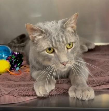 Mr. Big — thumbnail 2