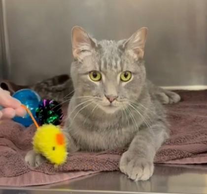 Mr. Big — thumbnail 3