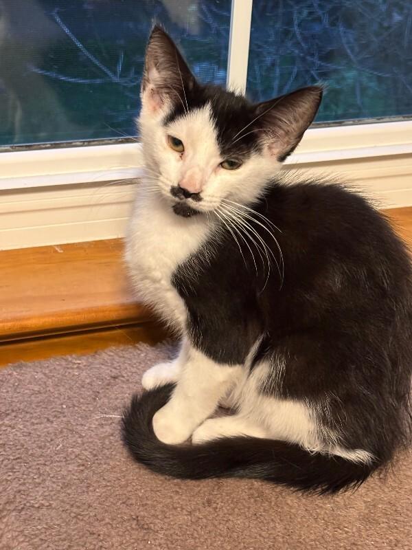 Apollo — thumbnail 2