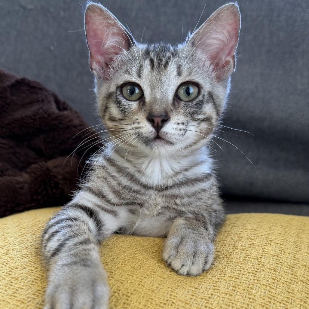 Enlarge Sparkie, a Adoptable Domestic Short Hair in San Antonio, TX image 1/3
