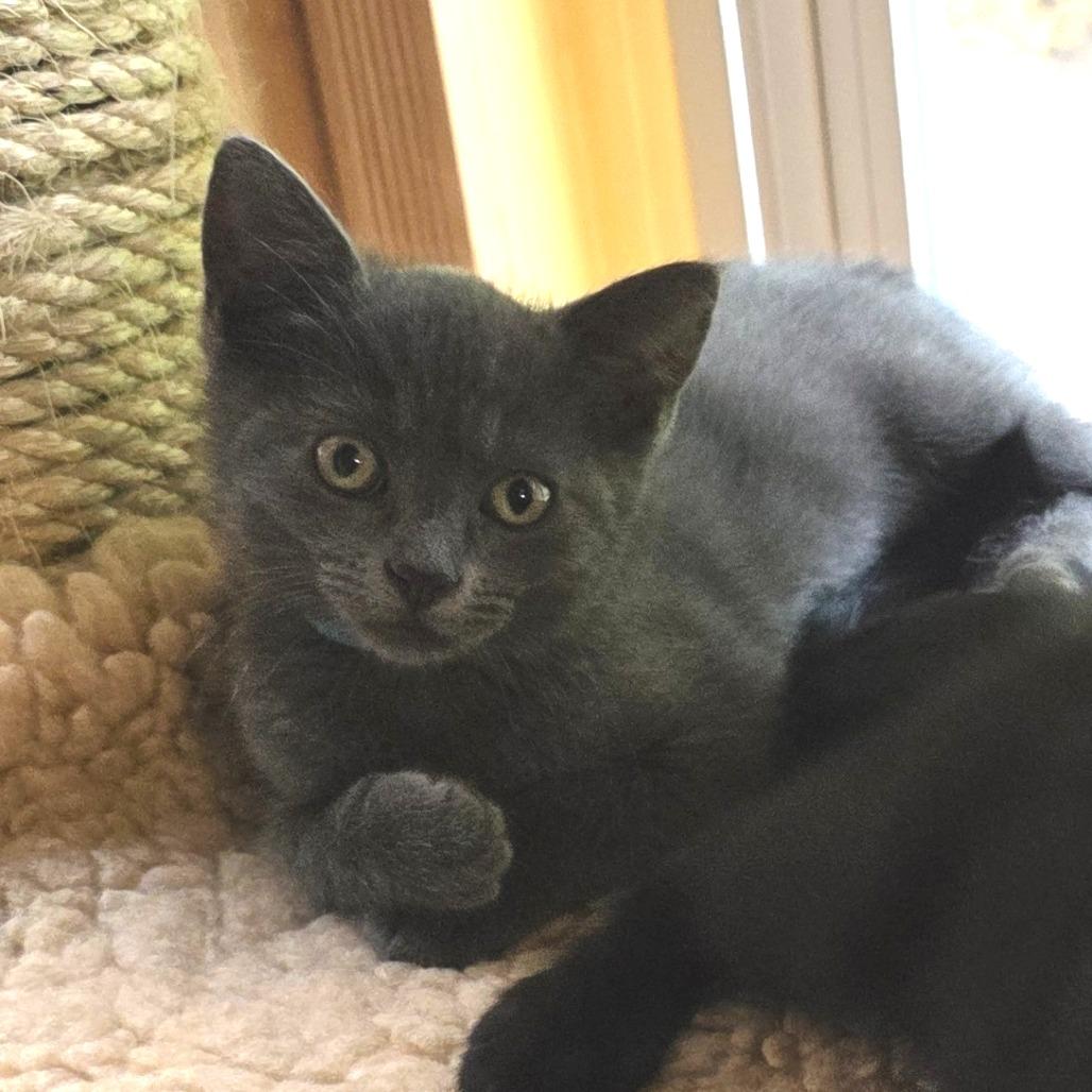 Hannah, Adoptable, Kitten Female Domestic Short Hair.
