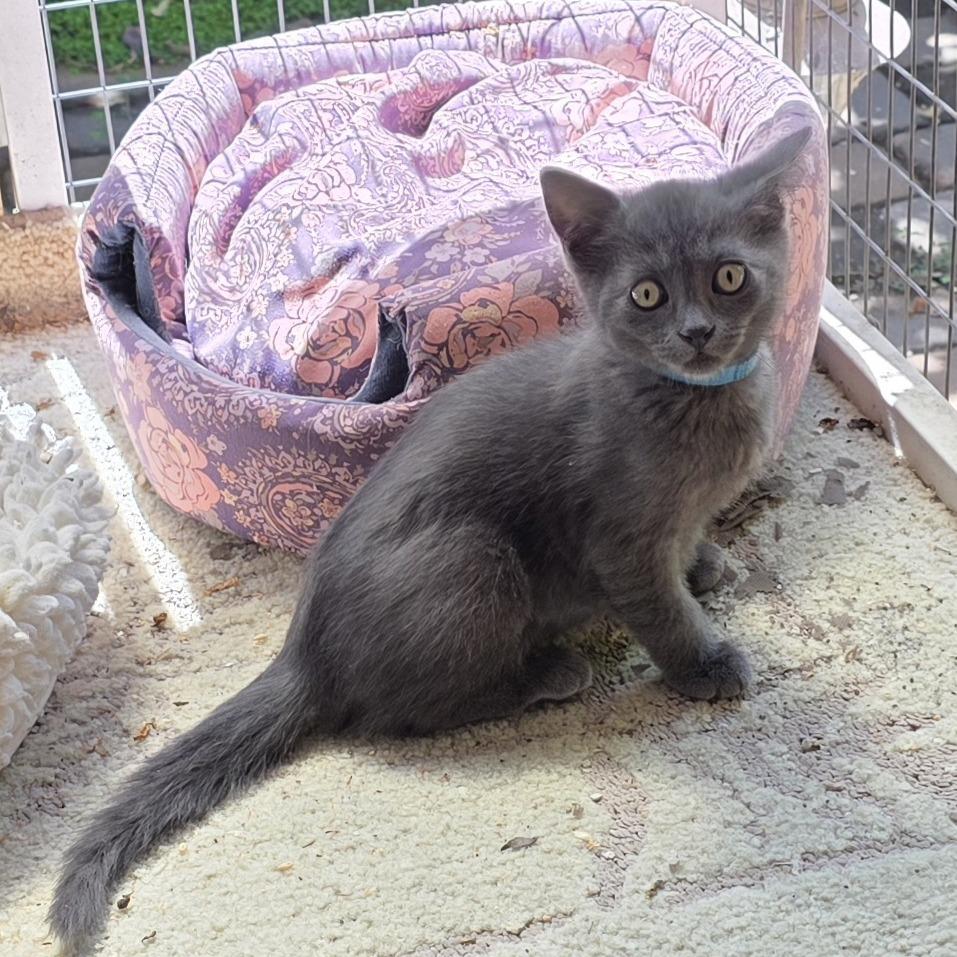 Enlarge Hannah, a Adoptable Domestic Short Hair in Santa Rosa, CA image 3/3