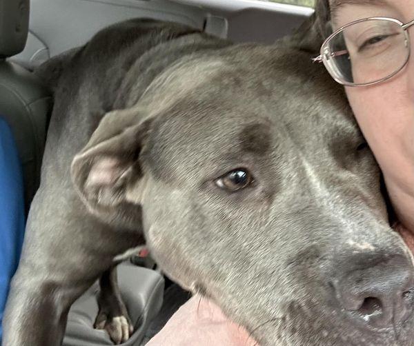 Bella, Adoptable, Young Female Pit Bull Terrier.