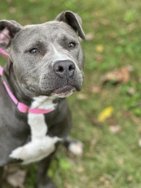 Enlarge Bella, a Adoptable Pit Bull Terrier in Burton, MI image 3/3