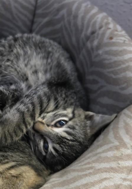 ESPRESSO, Adoptable, Kitten Female Domestic Short Hair.