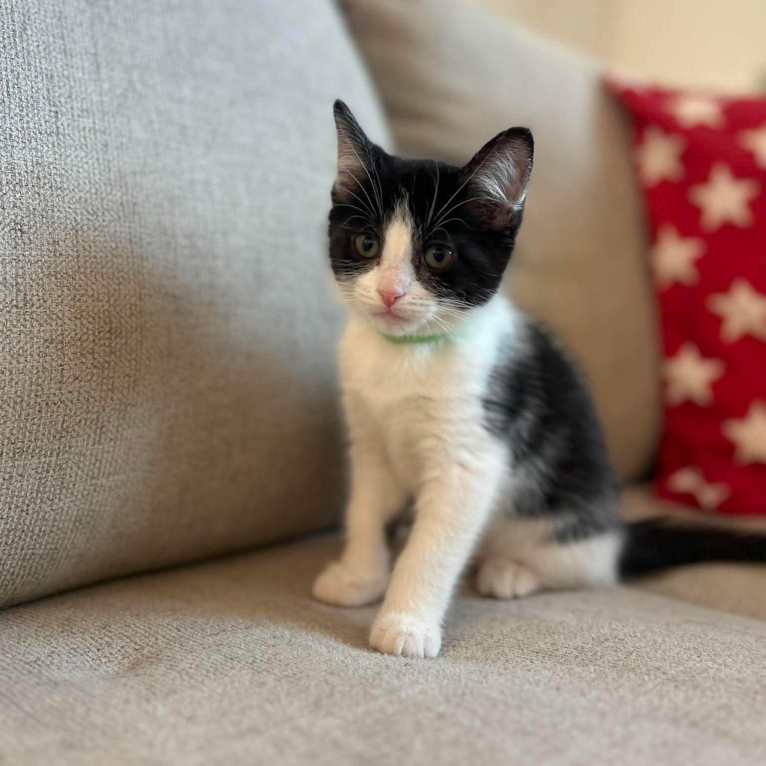 Ursa, a ADOPTABLE Domestic Medium Hair in Las Vegas, NV image 3/6