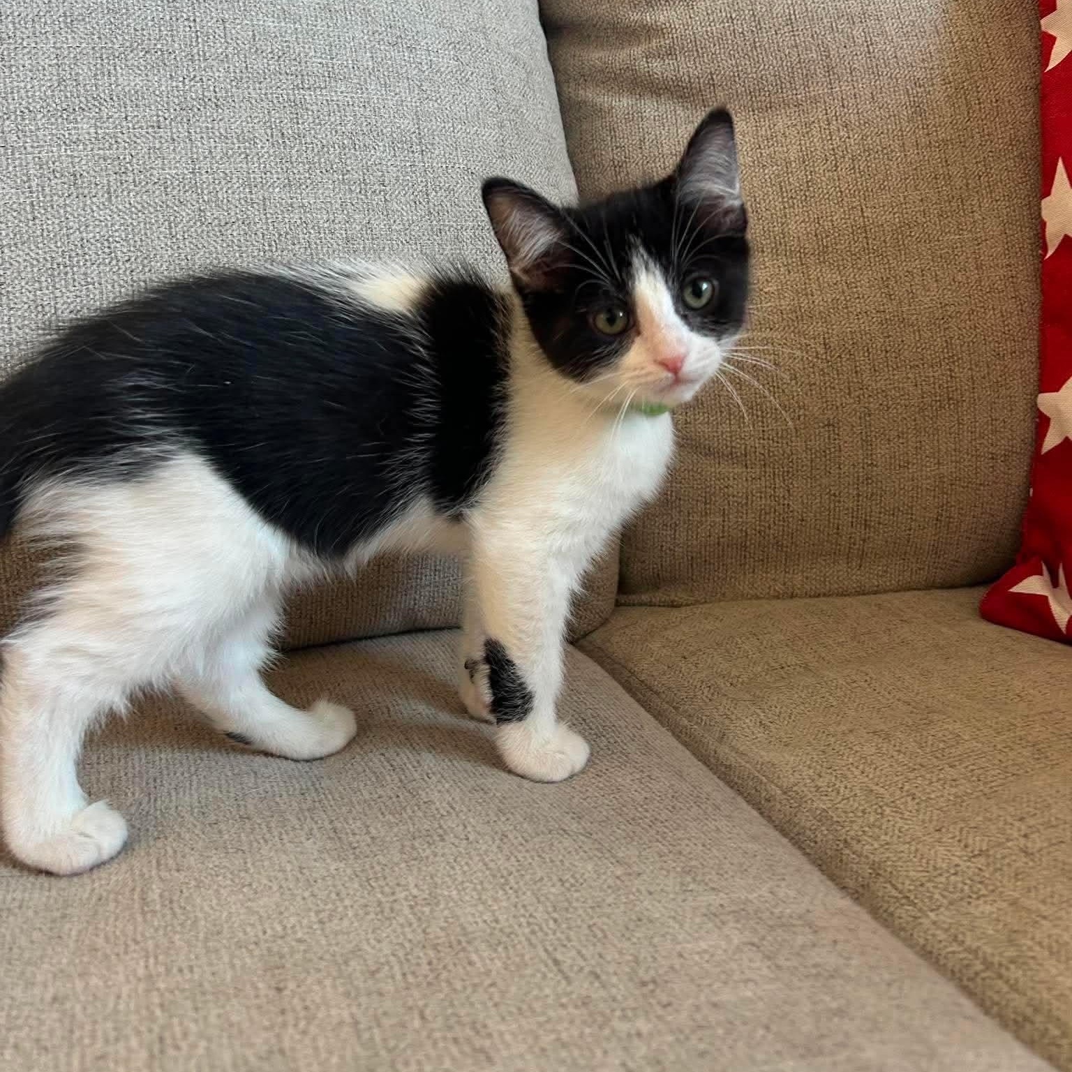 Ursa, a ADOPTABLE Domestic Medium Hair in Las Vegas, NV image 2/6