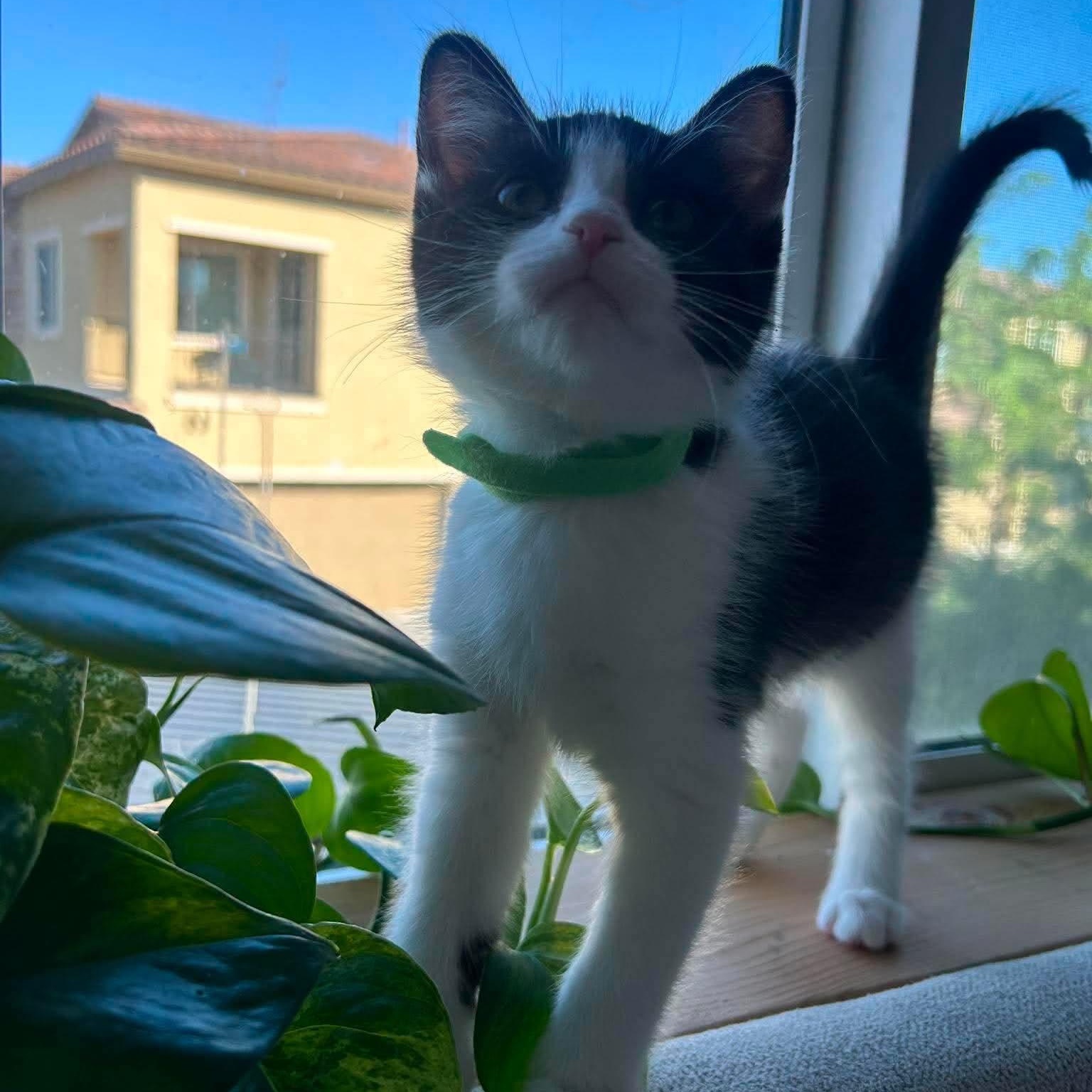 Ursa, a ADOPTABLE Domestic Medium Hair in Las Vegas, NV image 1/6