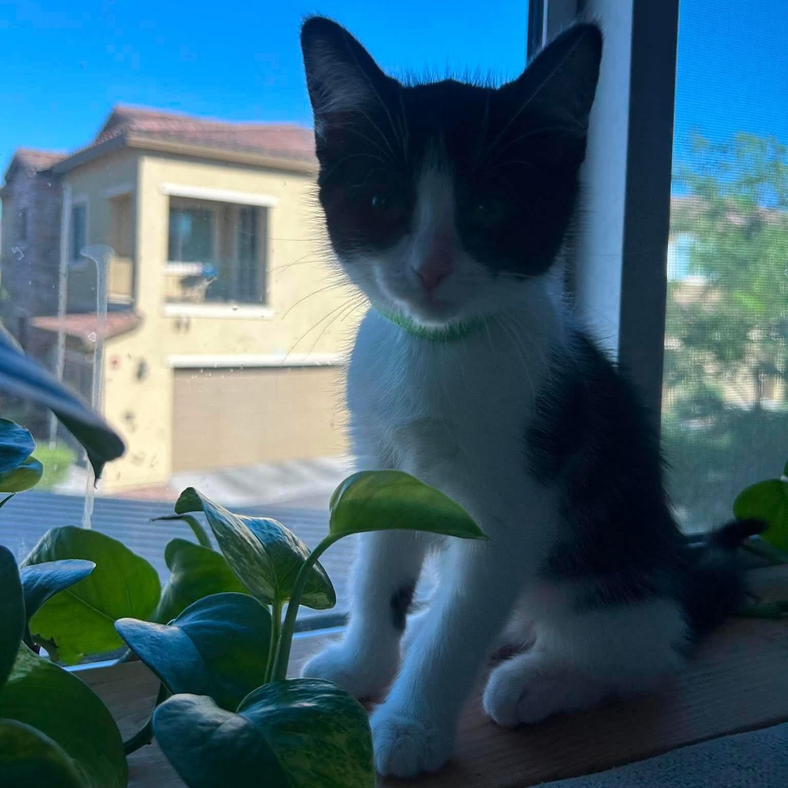 Ursa, a ADOPTABLE Domestic Medium Hair in Las Vegas, NV image 6/6