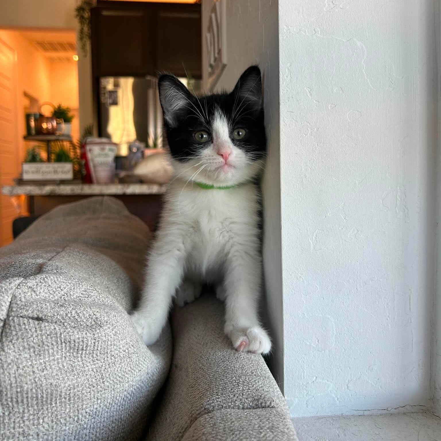 Ursa, a ADOPTABLE Domestic Medium Hair in Las Vegas, NV image 5/6