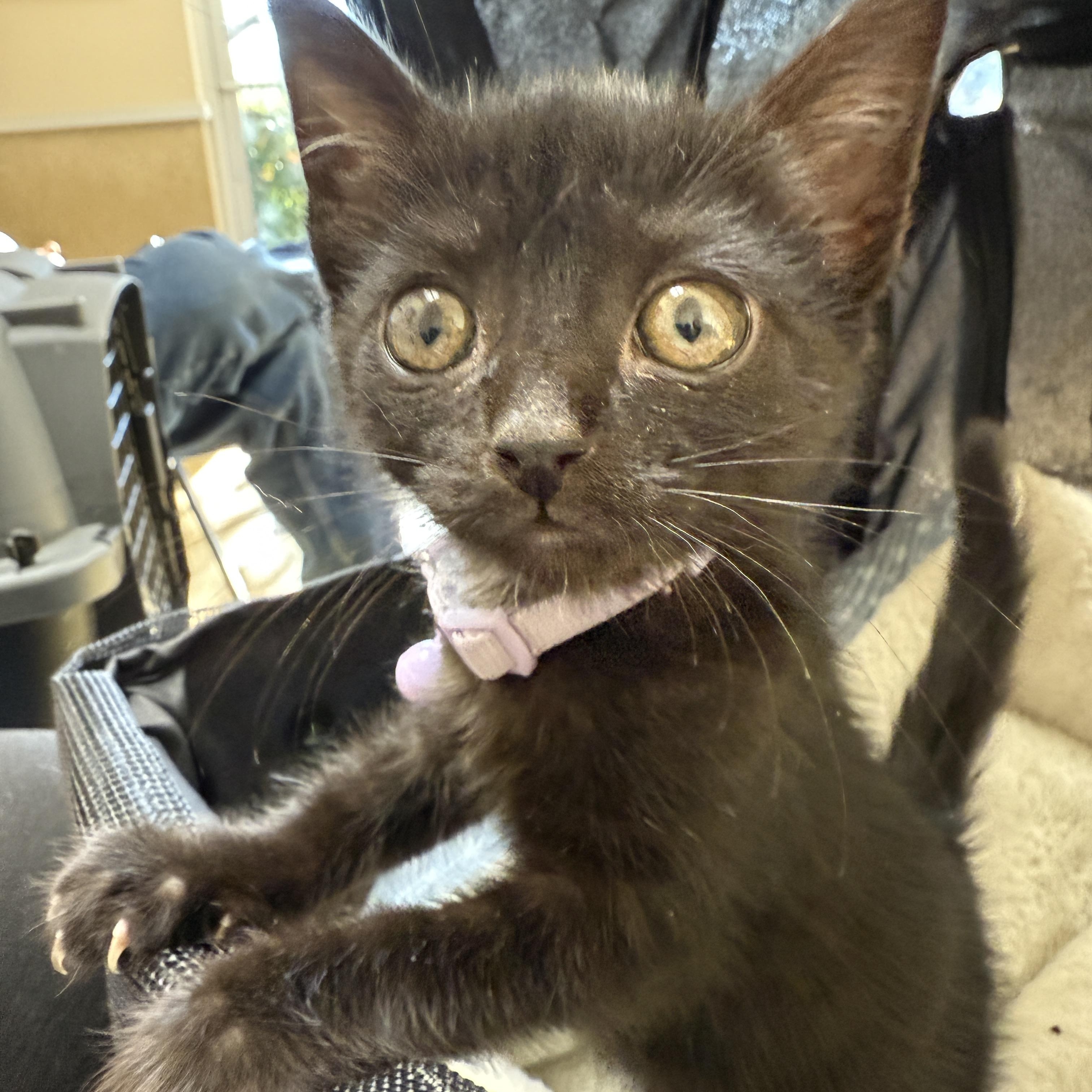 Lucky, a Adoptable Domestic Short Hair in Mount Pleasant, NC image 2/3