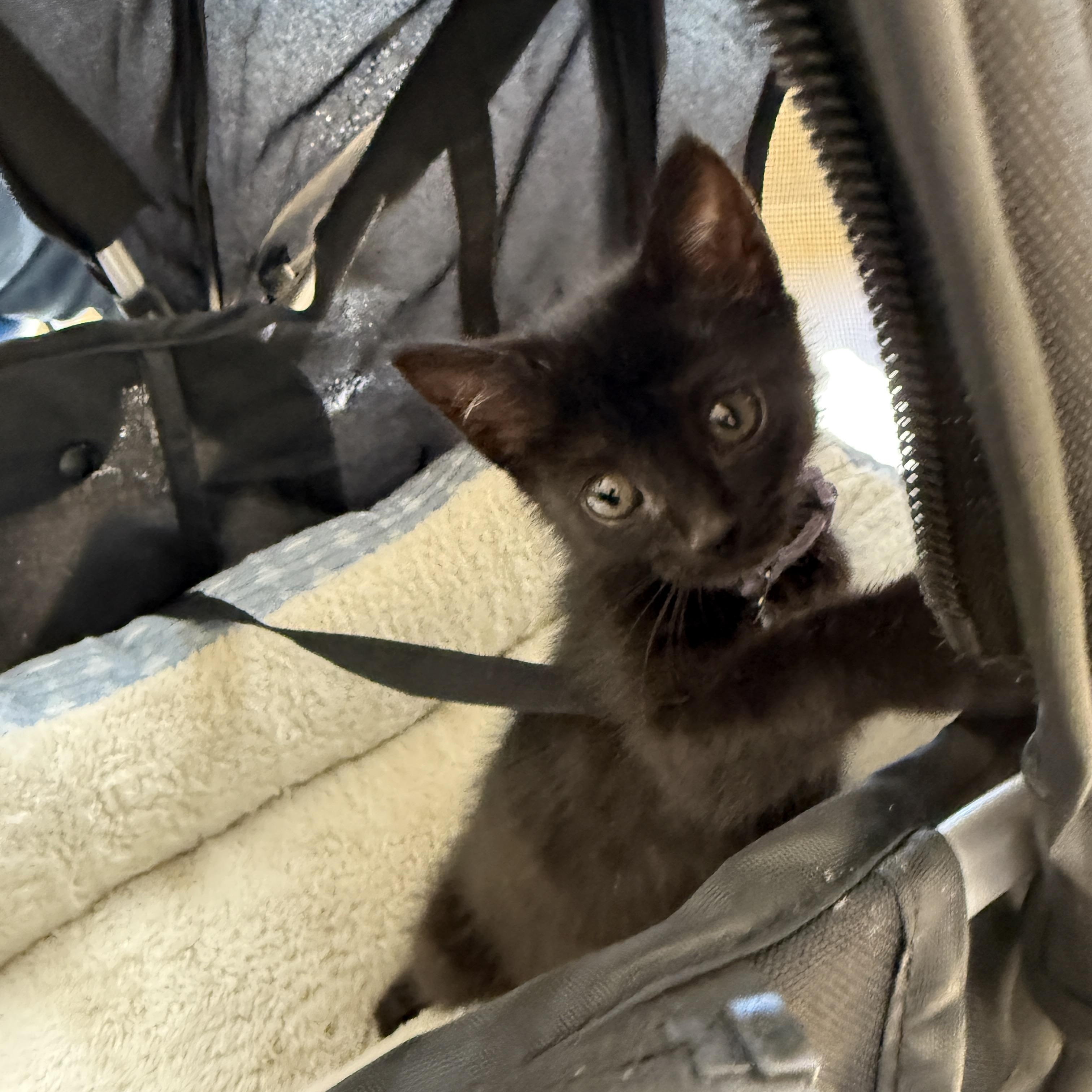 Lucky, a Adoptable Domestic Short Hair in Mount Pleasant, NC image 3/3