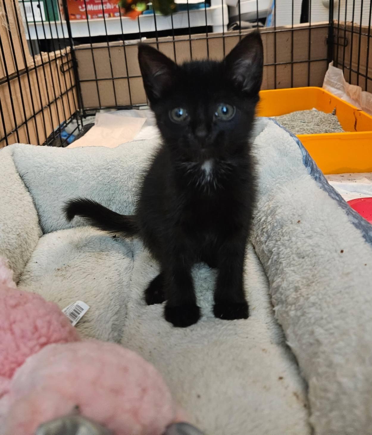 Lucky, Adoptable, Kitten Female Domestic Short Hair.