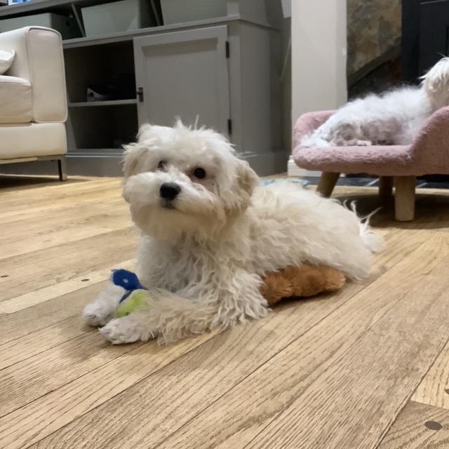 Silva, a ADOPTABLE mixed breed in Calgary, AB image 3/6