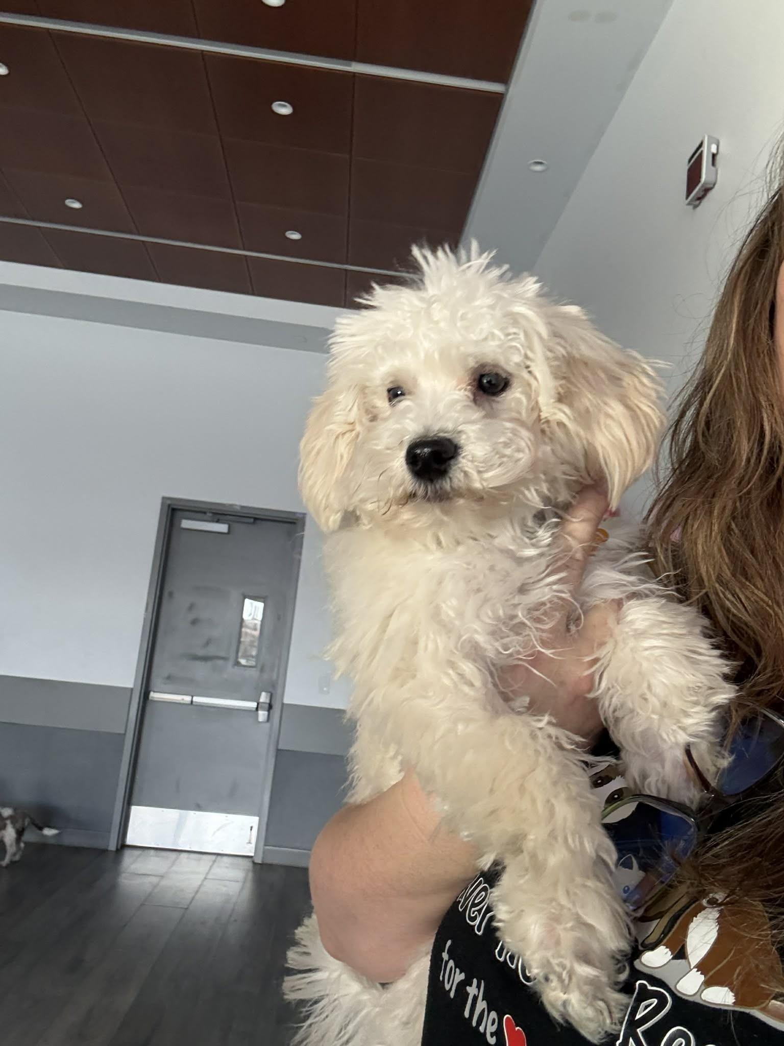 Silva, a ADOPTABLE mixed breed in Calgary, AB image 2/6