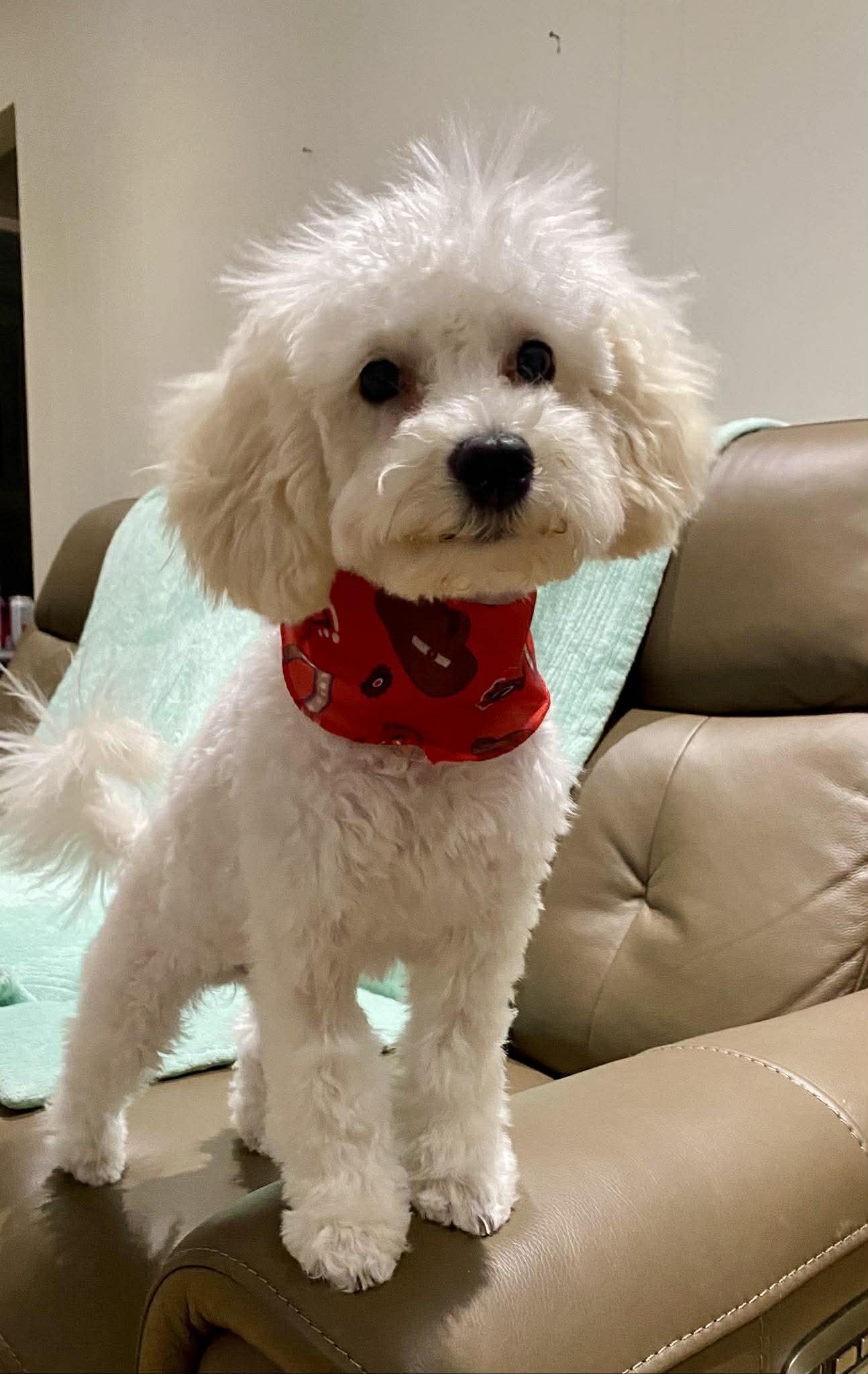 Silva, ADOPTABLE, Puppy Male Poodle.