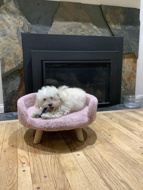 Silva, a ADOPTABLE mixed breed in Calgary, AB image 6/6