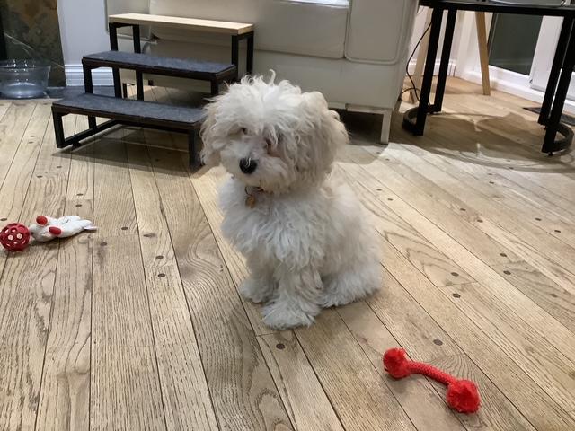 Silva, a ADOPTABLE mixed breed in Calgary, AB image 5/6