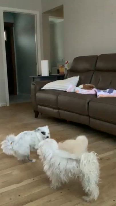 Enlarge Silva, a ADOPTABLE mixed breed in Calgary, AB video 4/6