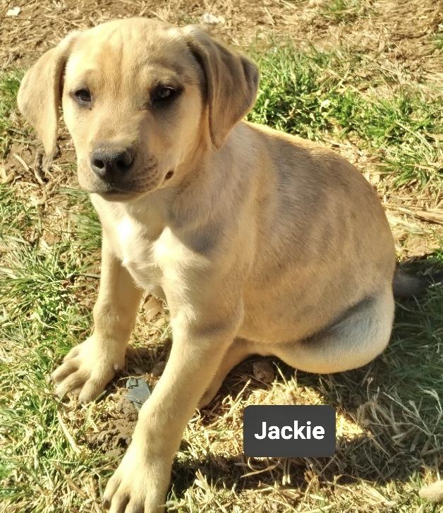 Enlarge Jackie, an adopted Labrador Retriever in Manchester, CT image 1/1