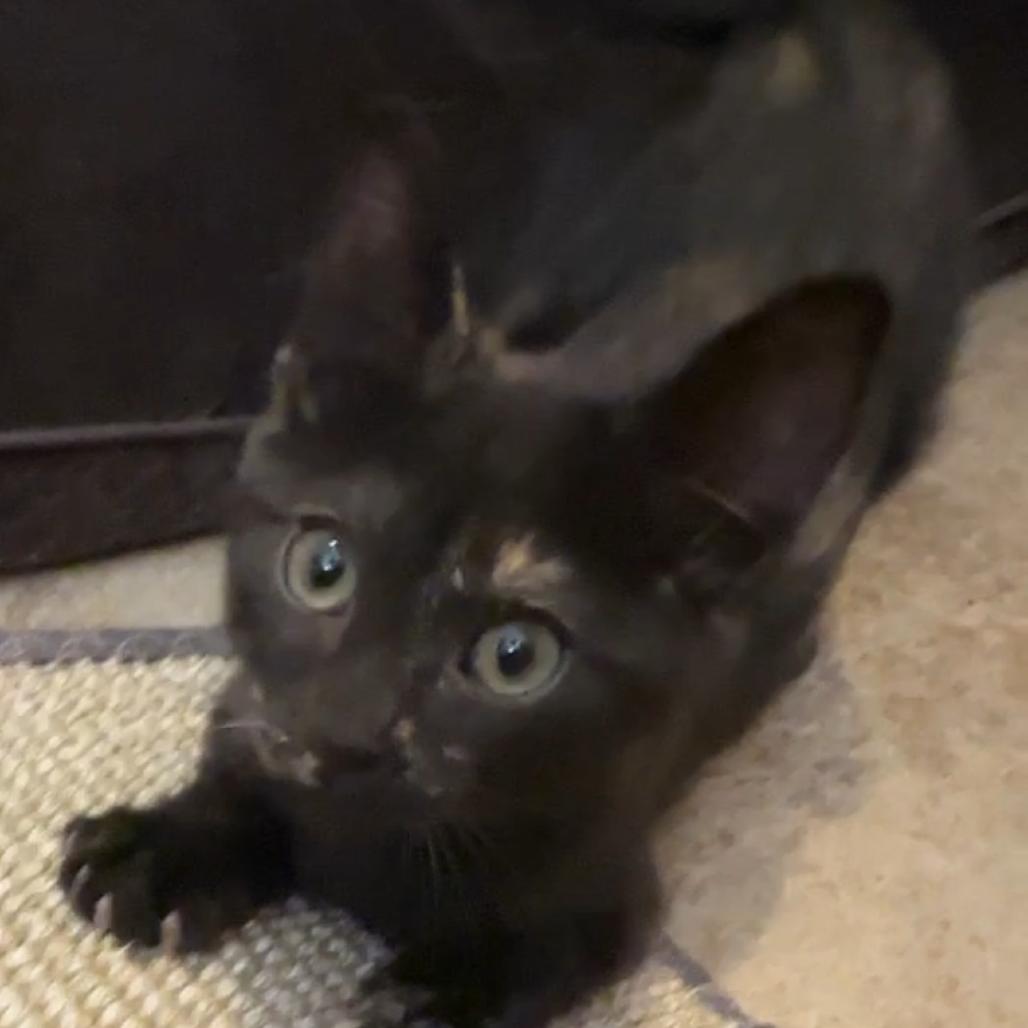 Heidi, Adoptable, Kitten Female Domestic Short Hair.