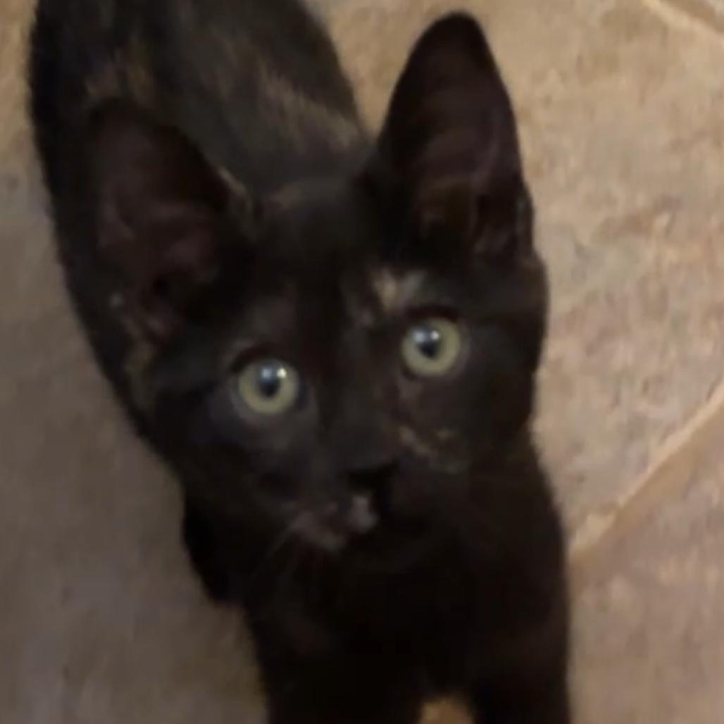 Enlarge Heidi, a Adoptable mixed breed in Las Vegas, NV image 2/6