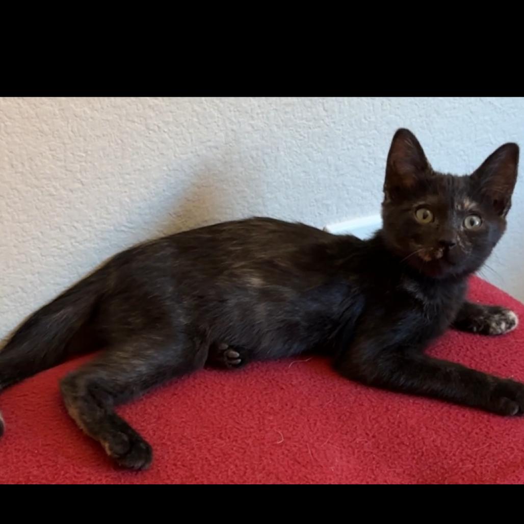 Enlarge Heidi, a Adoptable mixed breed in Las Vegas, NV image 3/6