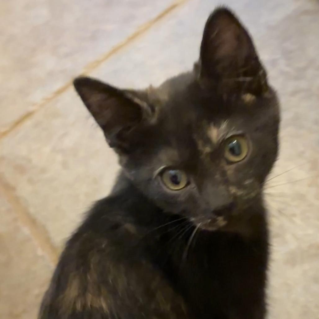 Heidi, Adoptable, Kitten Female Domestic Short Hair.