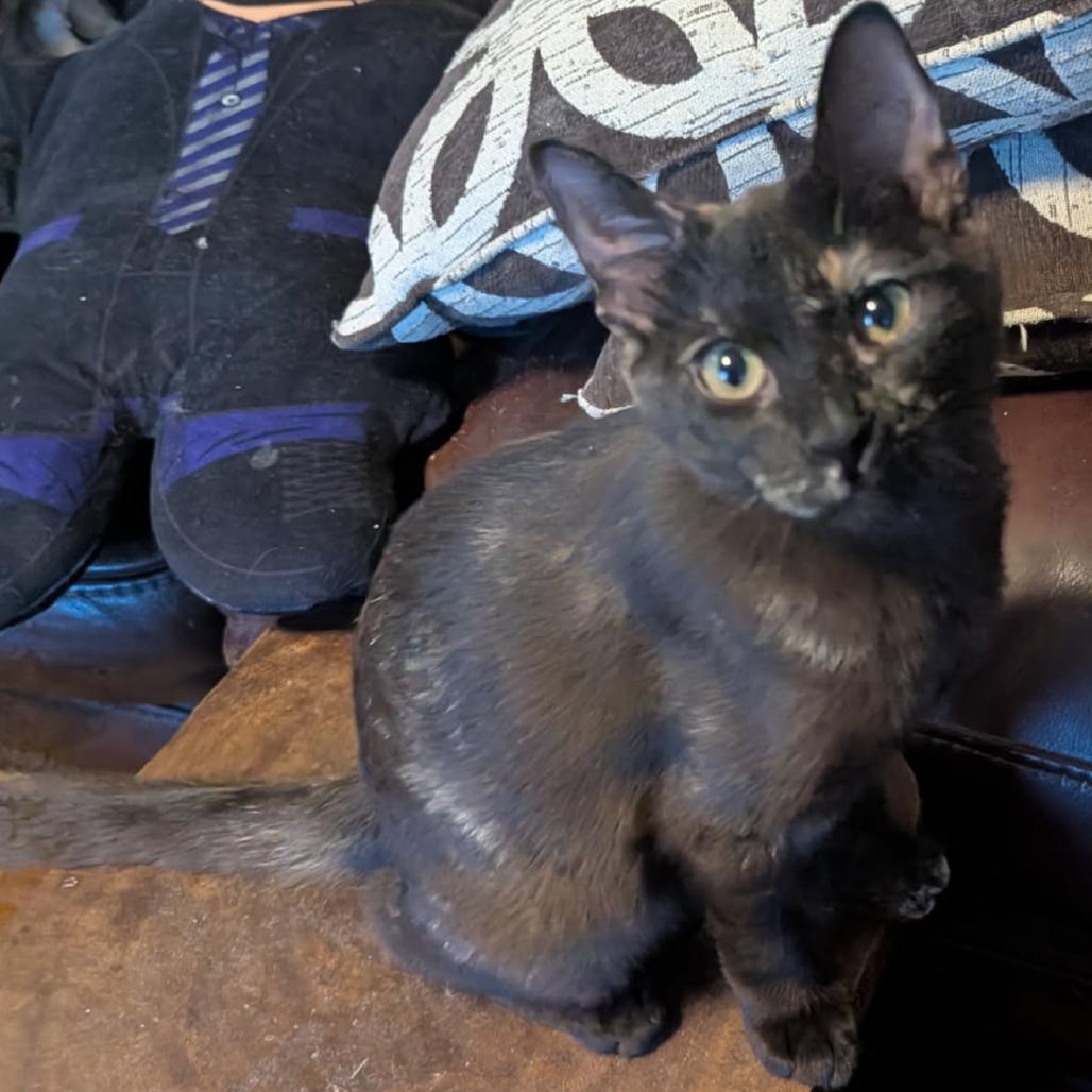 Enlarge Heidi, a Adoptable mixed breed in Las Vegas, NV image 4/6