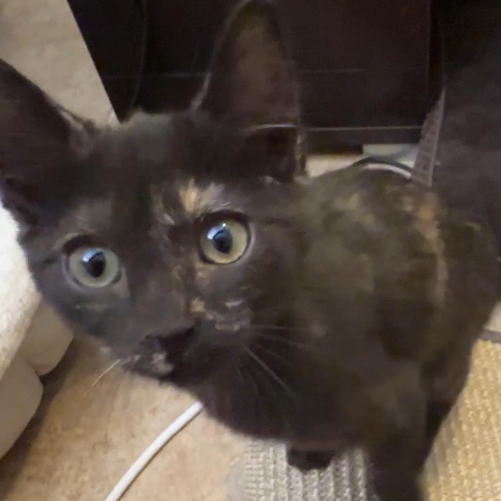 Enlarge Heidi, a Adoptable mixed breed in Las Vegas, NV image 6/6