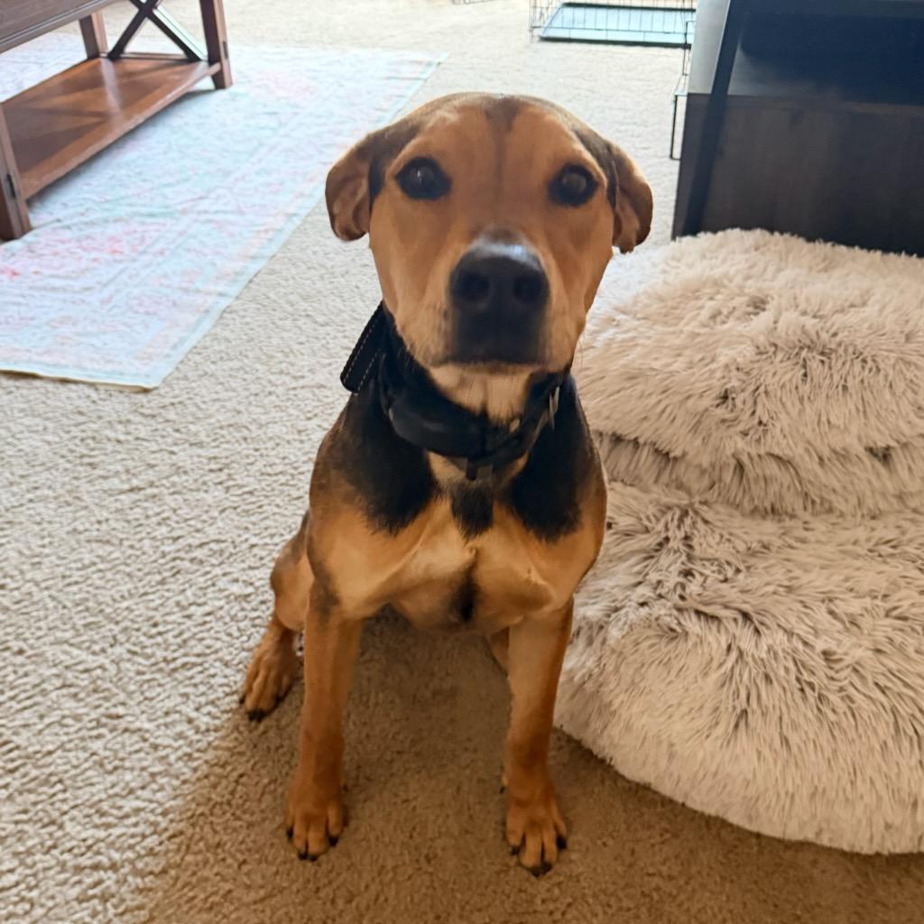 Leo, adopted, Young Female Beagle.