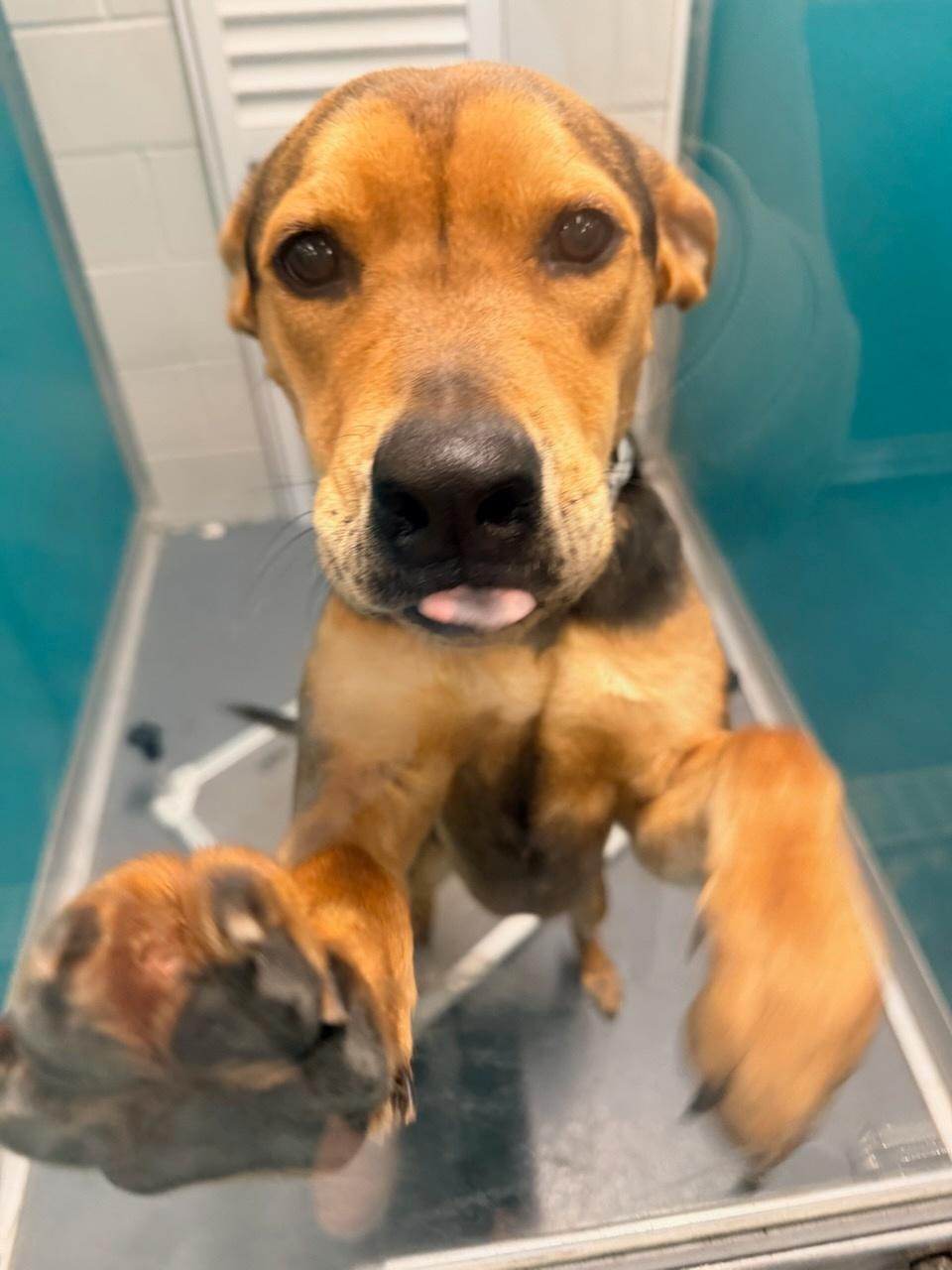 Enlarge Leo, an adopted mixed breed in Savannah, GA image 2/3