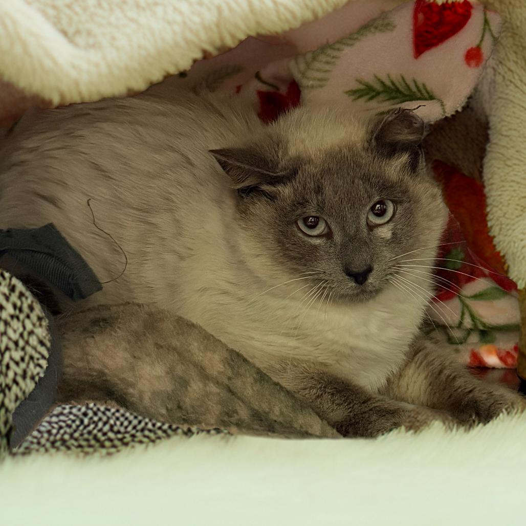Enlarge Dumplin', a Adoptable mixed breed in Gainesville, GA image 1/1